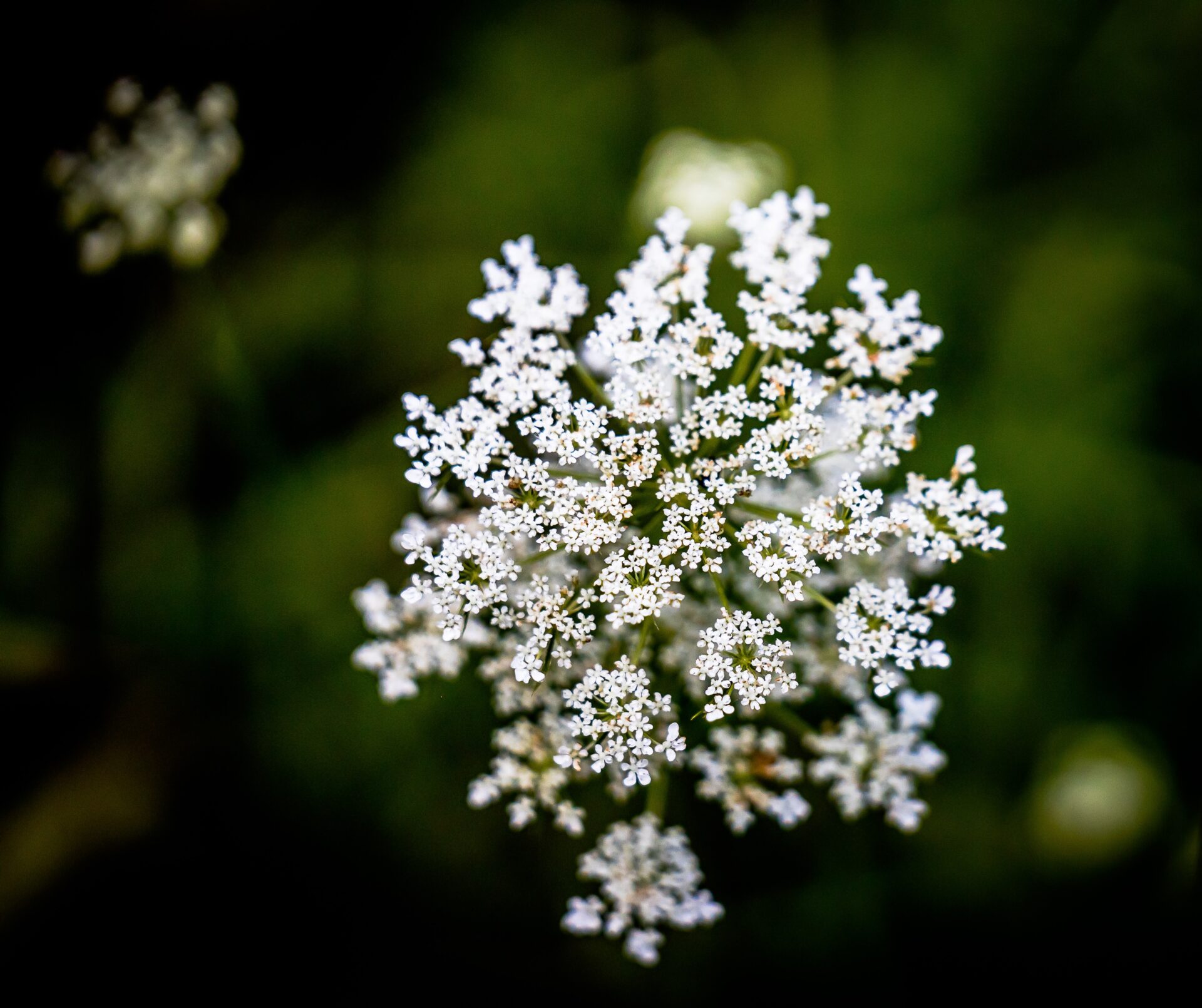 Coe Realty Calendar:  May 2022 Queen Anne's Lace