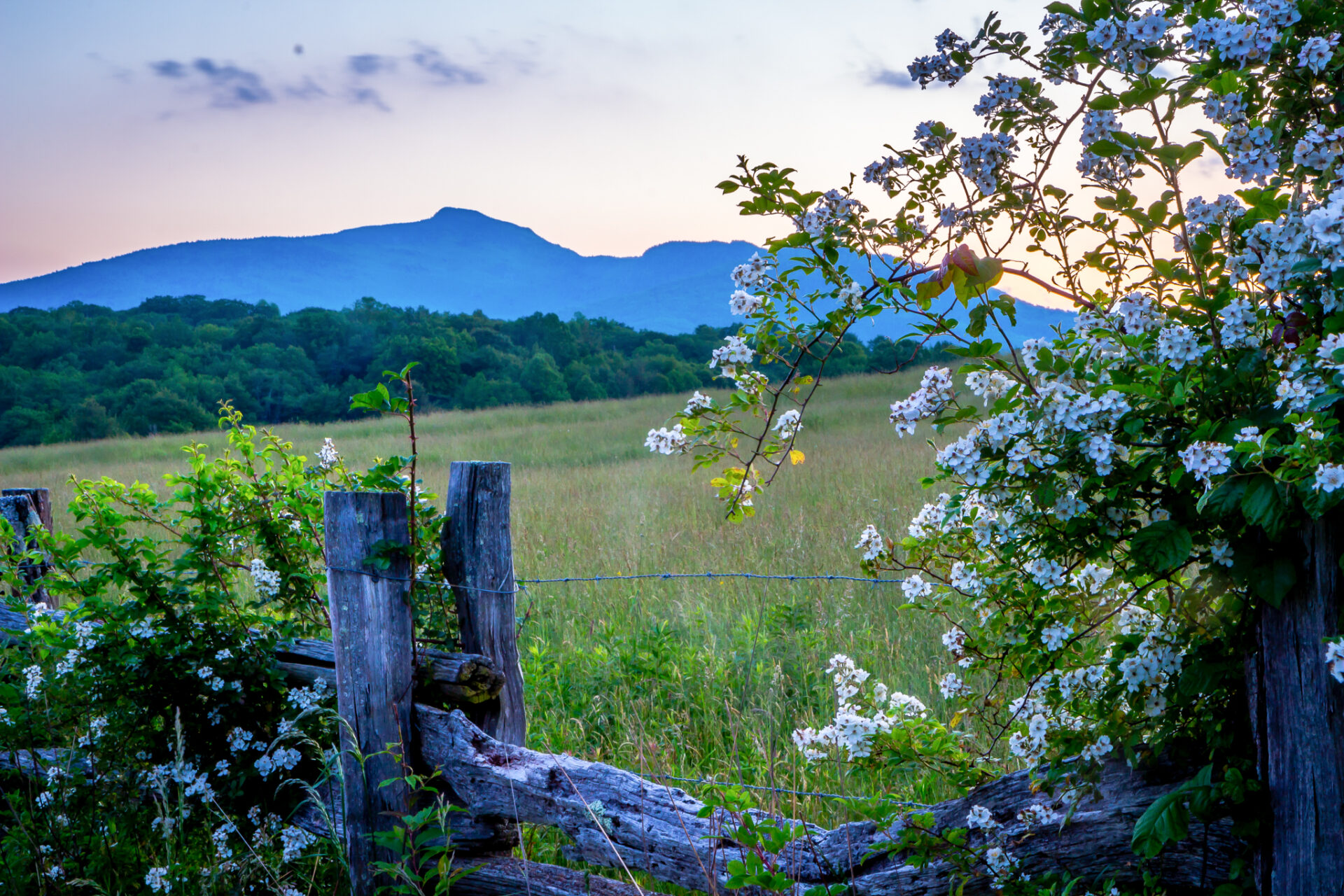 Grandfather Mountain frames by blackberry blossoms