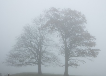 Brother Trees in Fog on the Blue Ridge Parkway