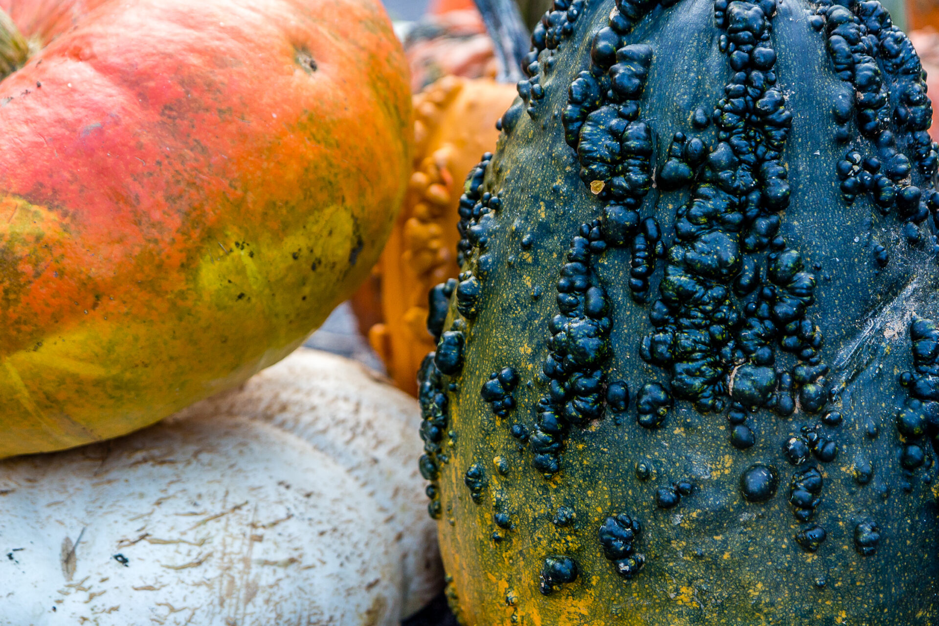 High Country Farmers Markets